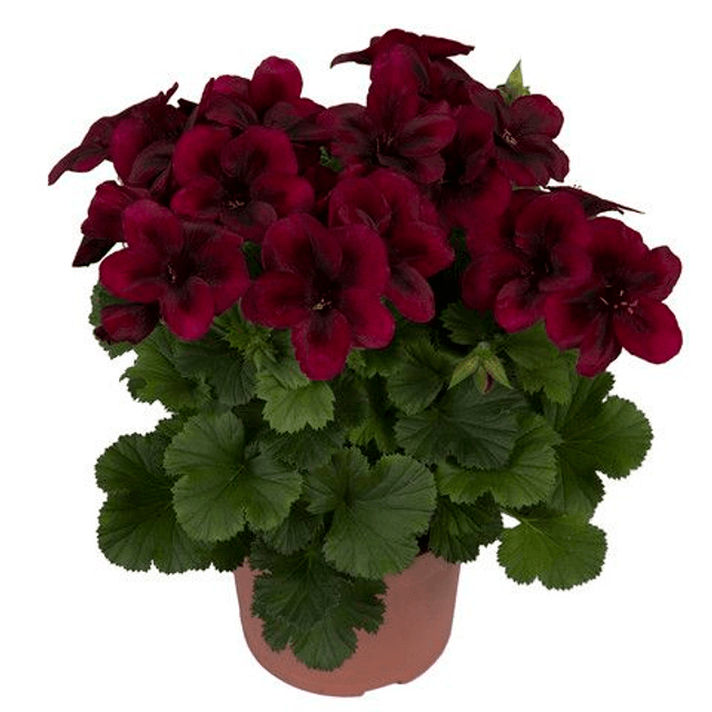 Franse Geranium (Elegance Kate)