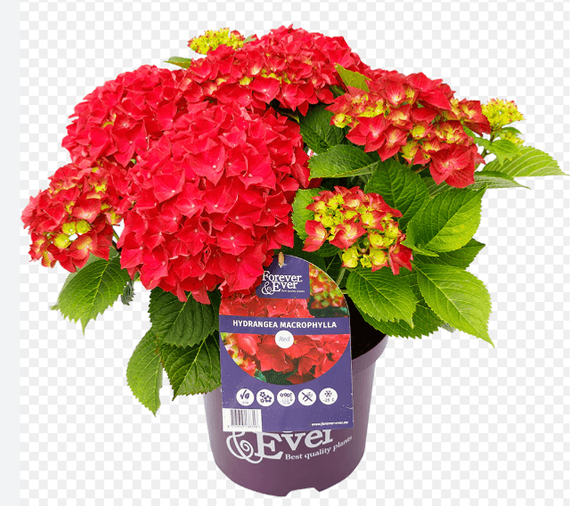 Hortensia