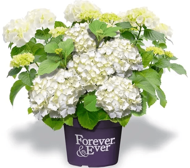 Hortensia