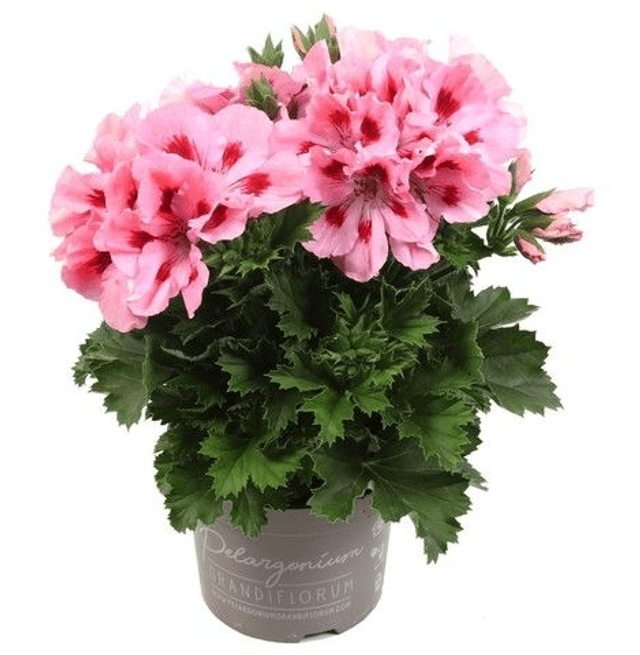 Franse Geranium (Elegance Kate)