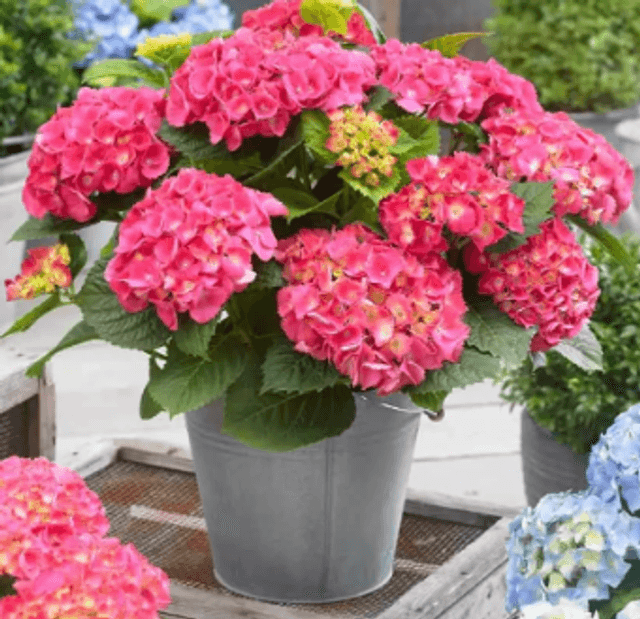 Hortensia