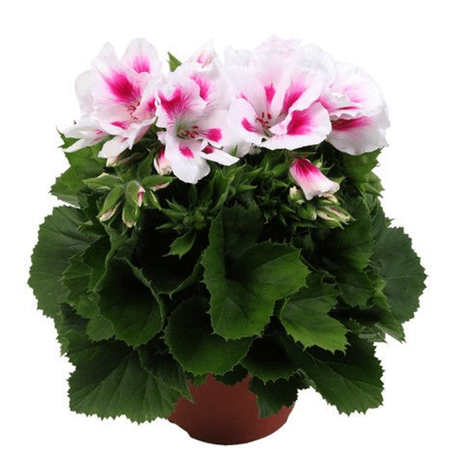 Franse Geranium (Elegance Kate)