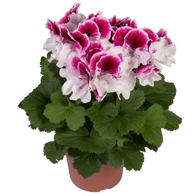 Franse Geranium (Elegance Kate)