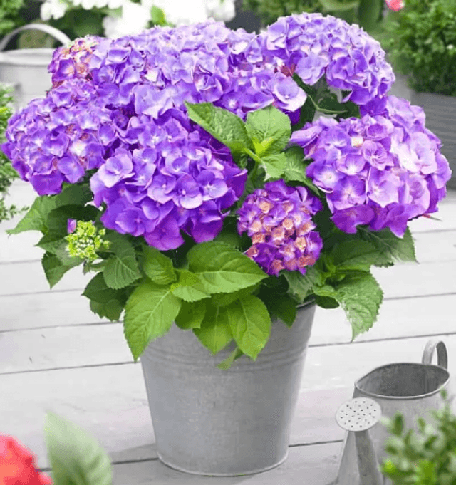 Hortensia
