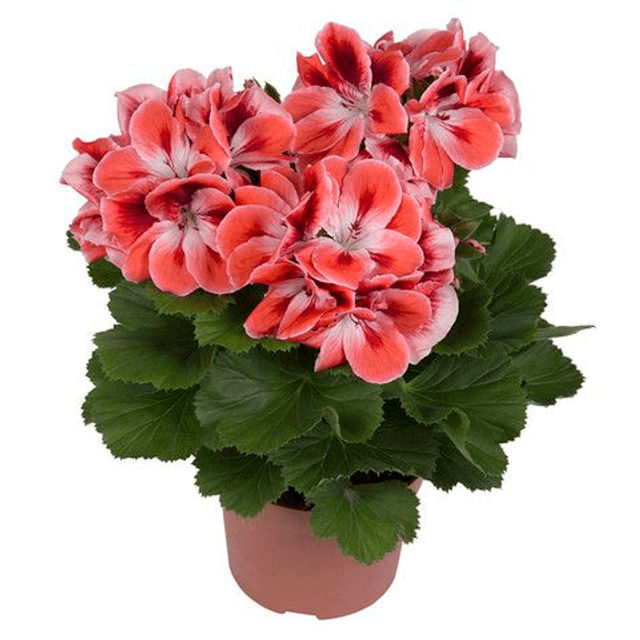 Franse Geranium (Elegance Kate)
