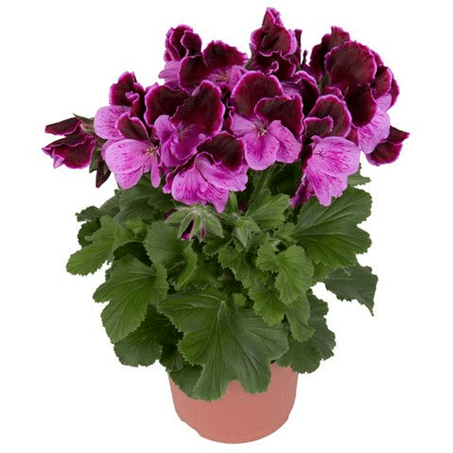 Franse Geranium (Elegance Kate)