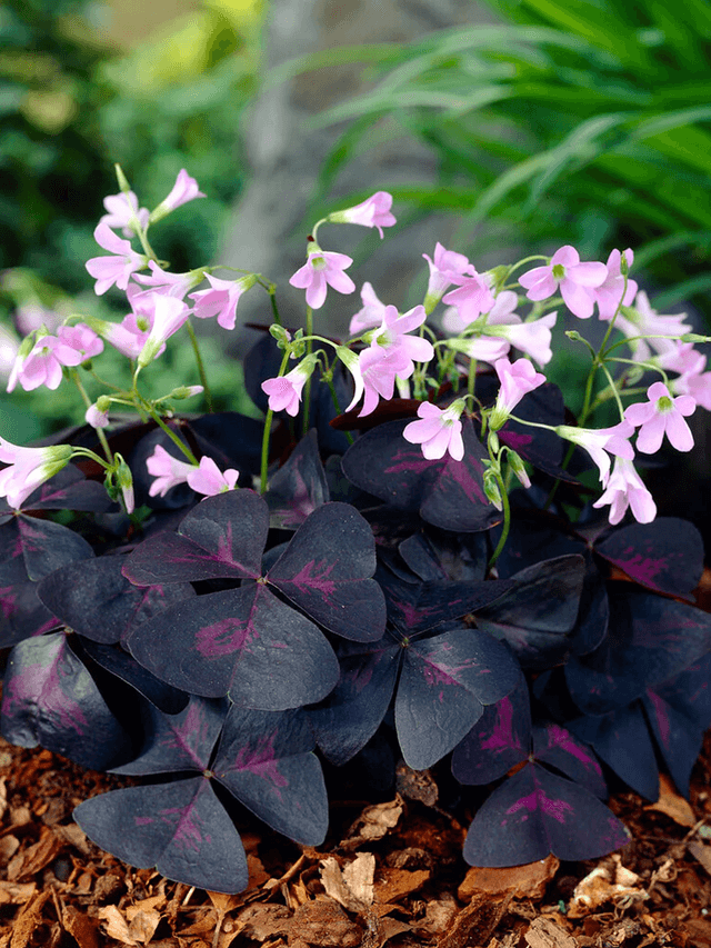 Oxalis